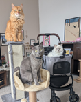 Load image into Gallery viewer, Foldable 3-in-1 Pet Stroller with Detachable Carrier Grey
