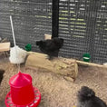 Load and play video in Gallery viewer, Chicken Play Set for Healthy & Happy, with Swing, Perches, Ladder, Coop Toy, Gray