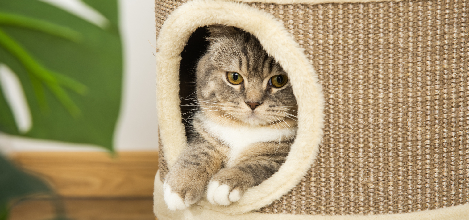 How to Choose the Right Cat Bed or Rattan Cat Cave Based on Your Cat’s Personality