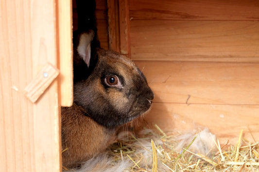 How to Pick the Bunny Cage of the Right Dimension for Your Rabbit