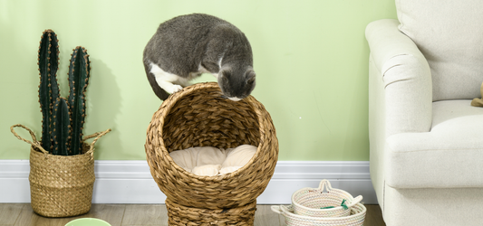How to Help Your Cat Adjust to a New Bed or Rattan Cat Cave
