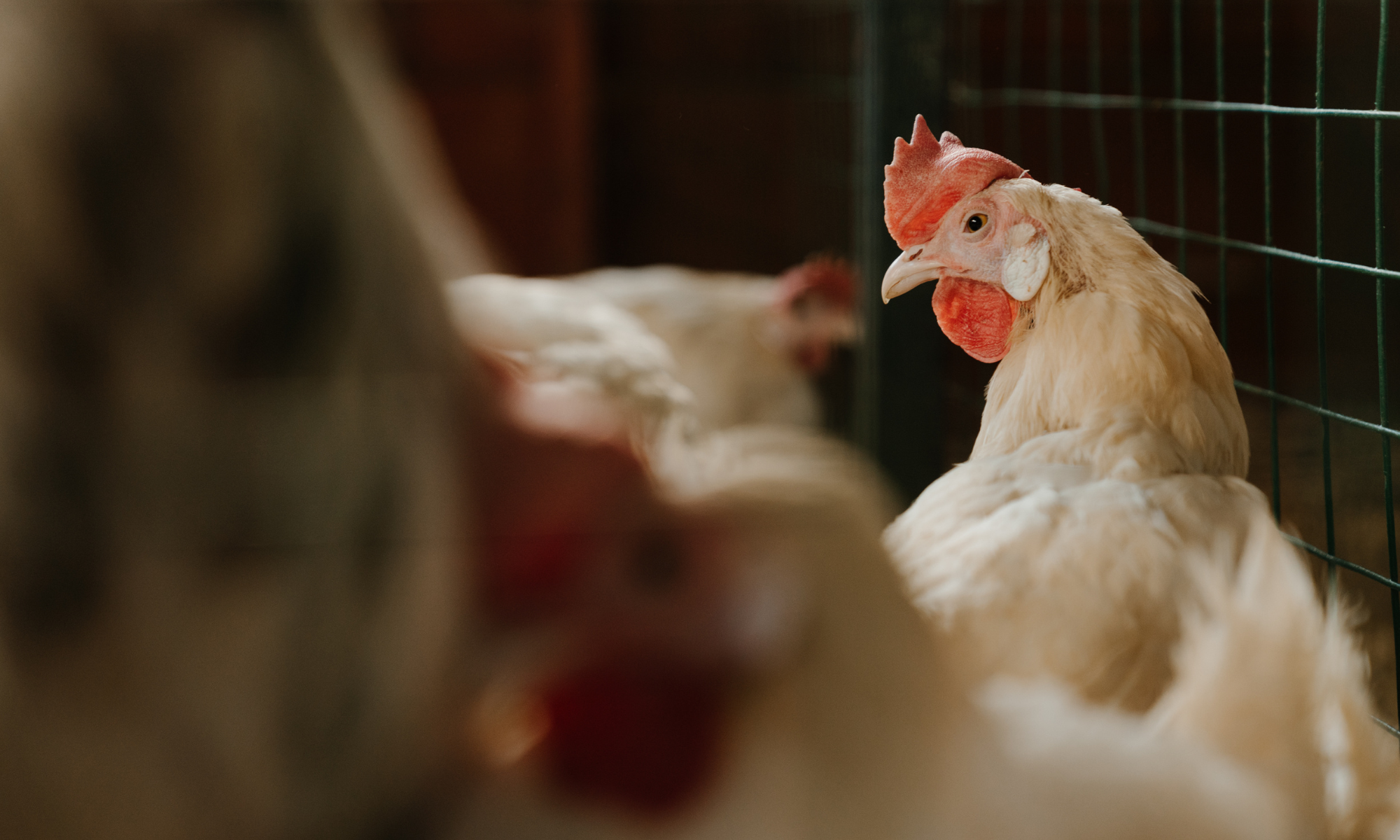 Easy Chicken Coops: Essential Backyard Tips for Happy Flocks | PawHut ...