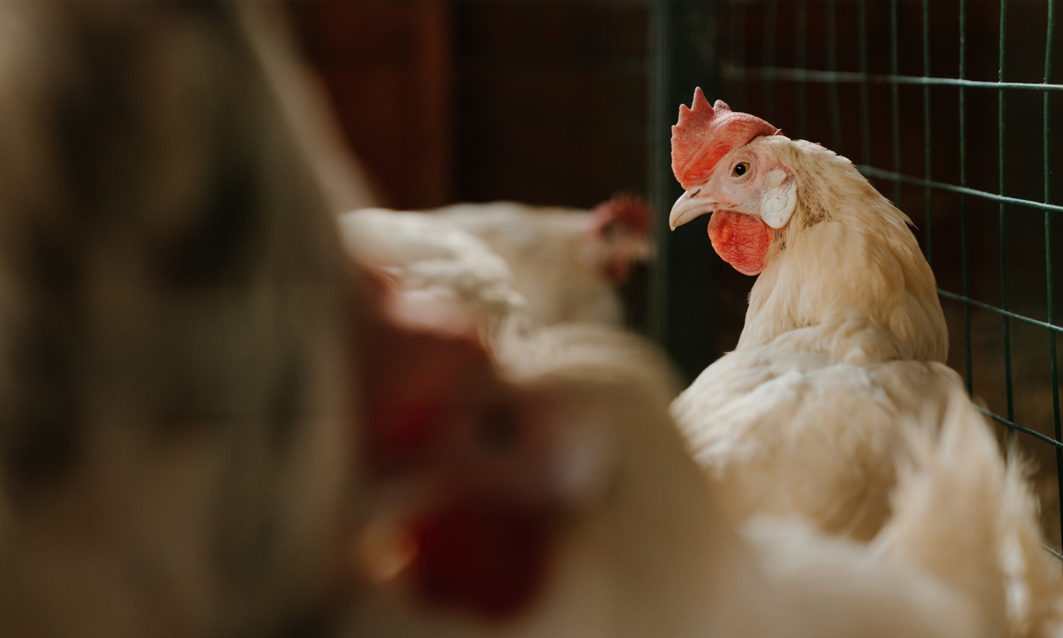 Chicken Coops Made Easy: Essential Tips for Your Backyard Chickens