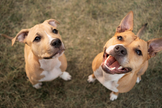 Two puppies making friends