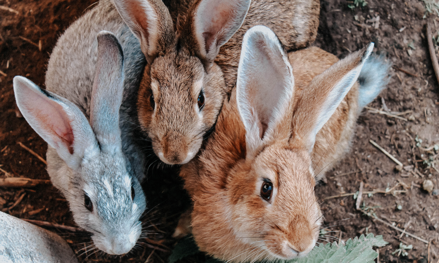 Why Your Rabbit Deserves a Cozy Hutch: Top Picks from PawHut