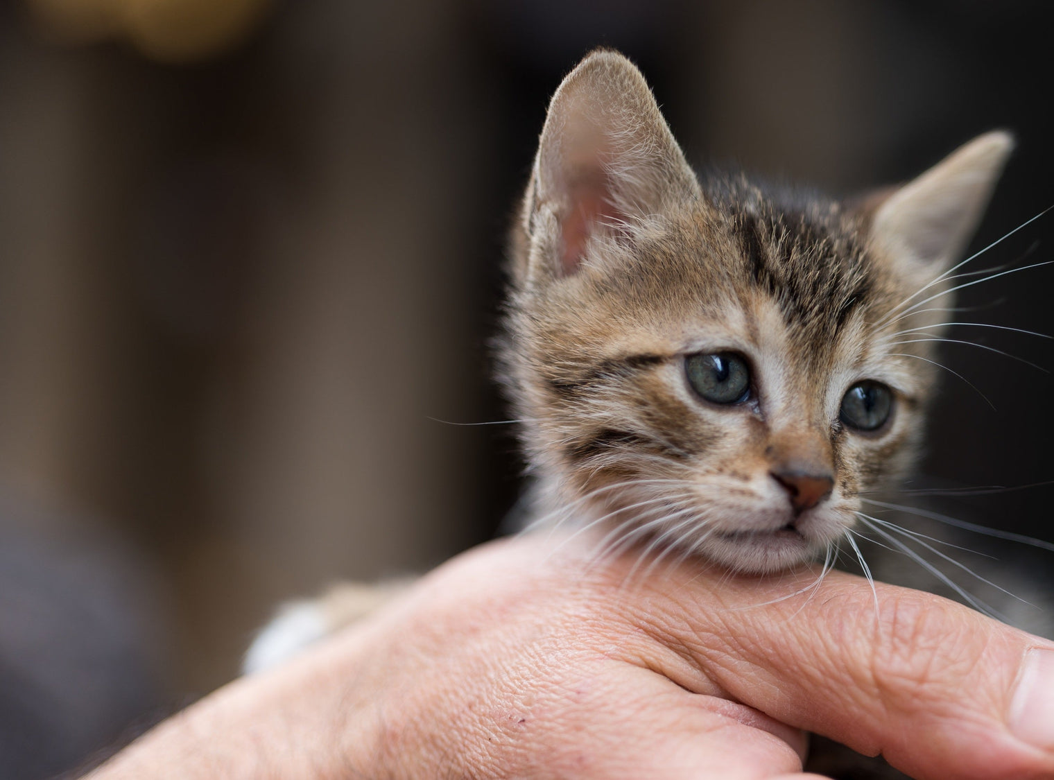 Taking In a Stray Kitten: What Should You Do First?