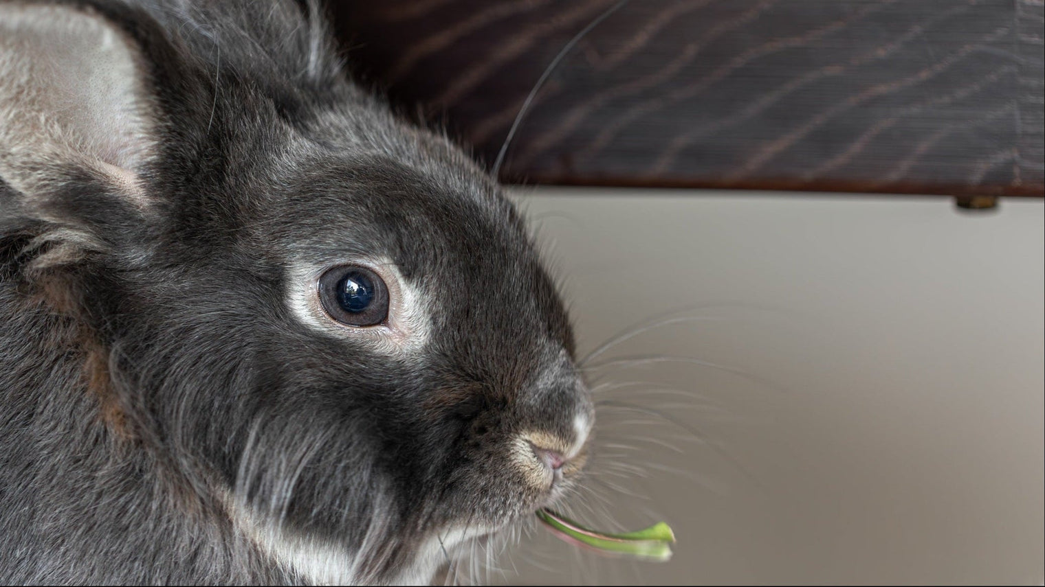 How to Bunny-Proof Your Home
