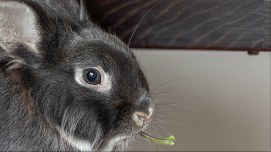 How to Bunny-Proof Your Home