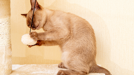 Why Your Cat Scratches the Couch and How to Pick the Right Scratcher