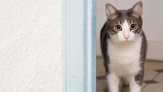 Shy Cat, Big Curiosity: How to Build a “Pseudo-Outdoor” World for Indoor Cats