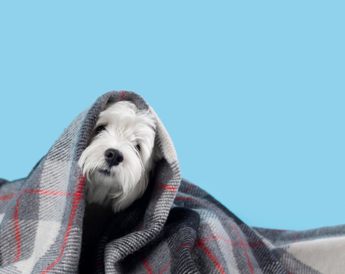 Why Is My Dog Vomiting Yellow Fluid?