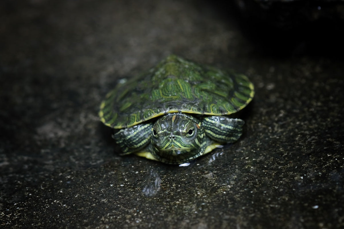 The turtle is in its nest.