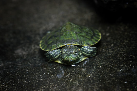 The turtle is in its nest.