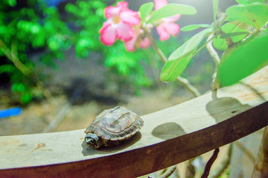 Is Your Turtle Tank Big Enough? Understanding Your Turtle’s Space Needs