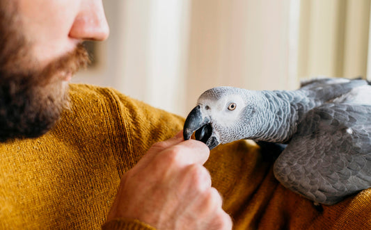 Is Your Parrot Treating You Like a Mate?