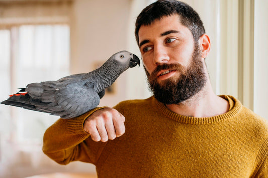 Why Does My Parrot Scream in the Morning?