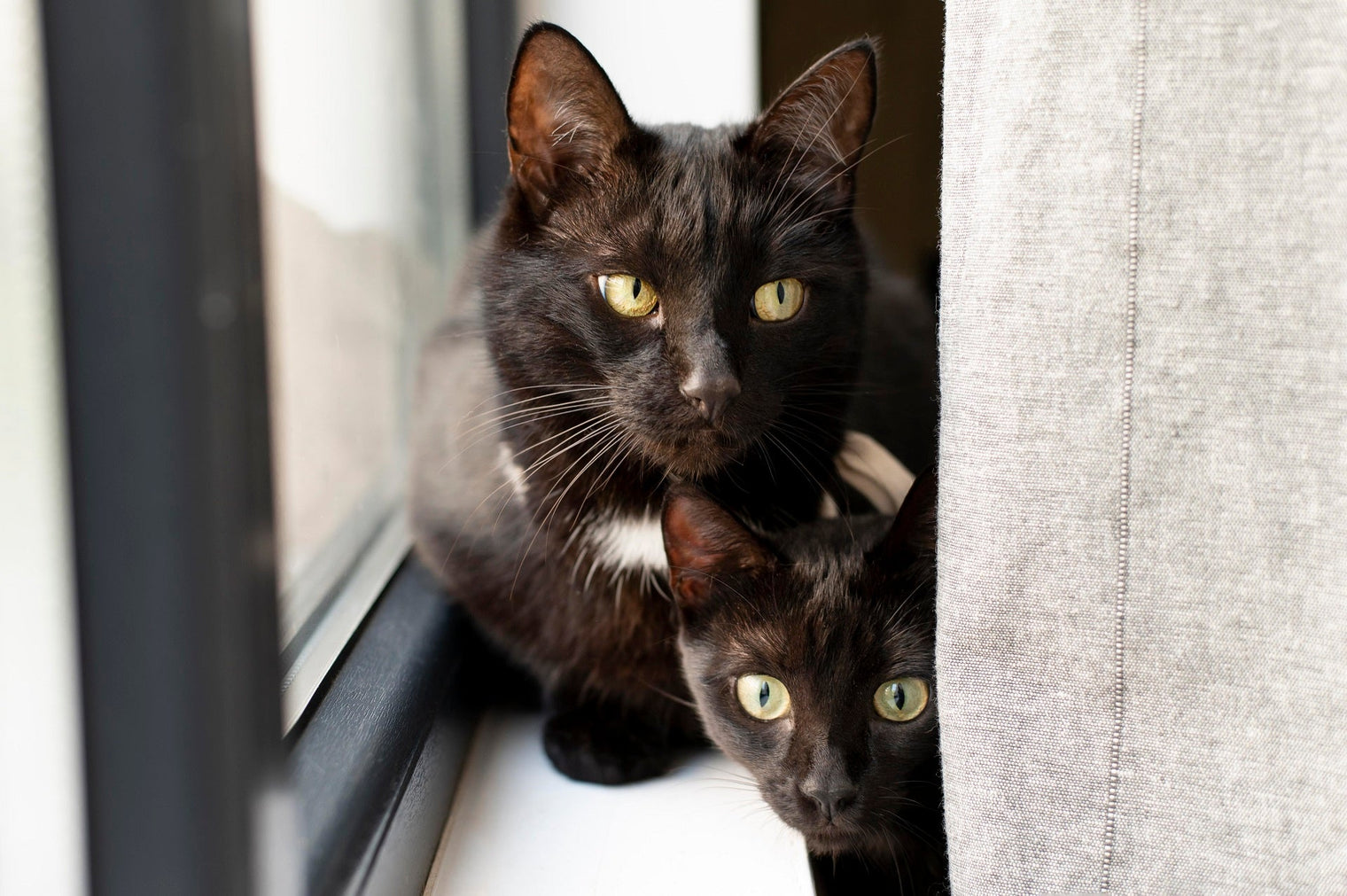 Multi-Cat Homes: How to Create Harmony with Separate Nests