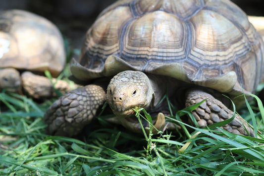 The Hidden Dangers of Overfeeding Turtles