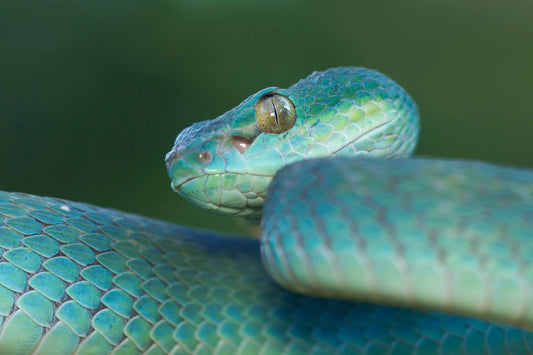What Temperature Do Snakes Need? A Guide to Safe Heating
