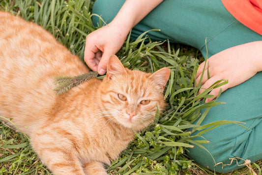 Is It Safe to Let Your Cat Outdoors?