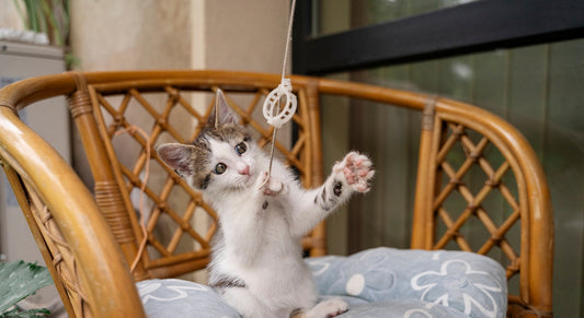 A kitten playing with a cat wand.