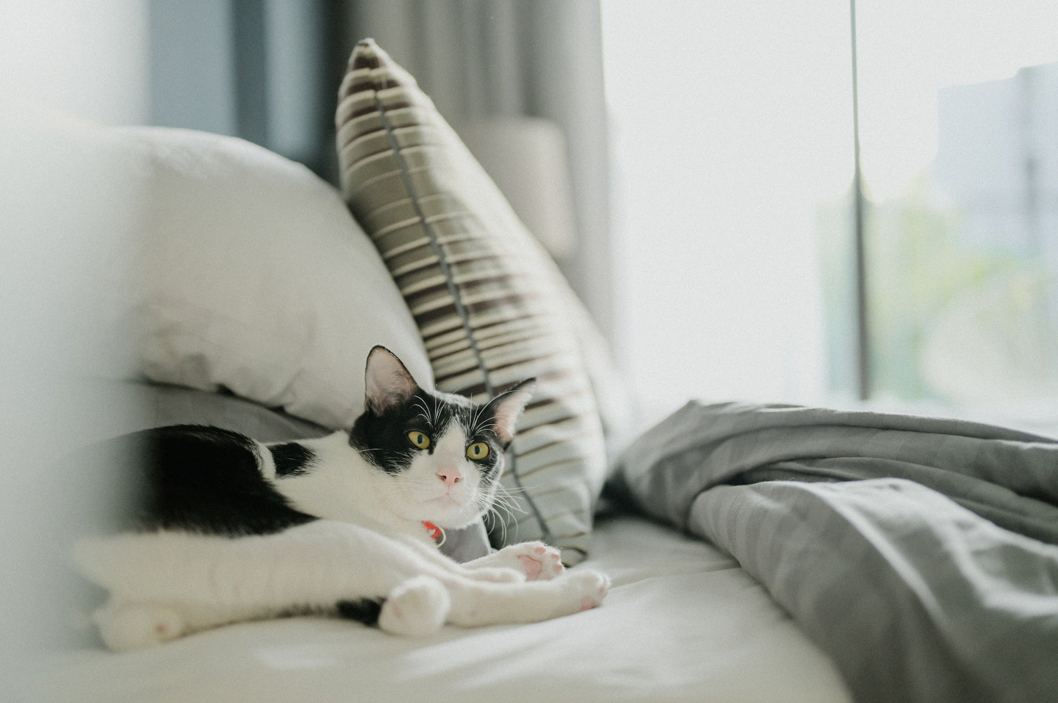 Why Does My Cat Wake Me Up Early?