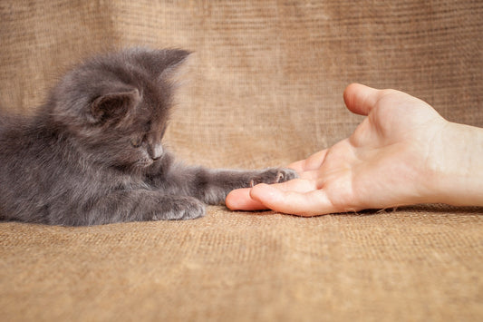 kitty bite