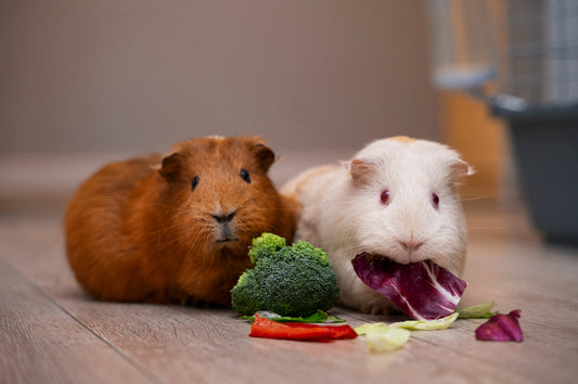 Why Does GI Stasis Keep Coming Back in Guinea Pigs?