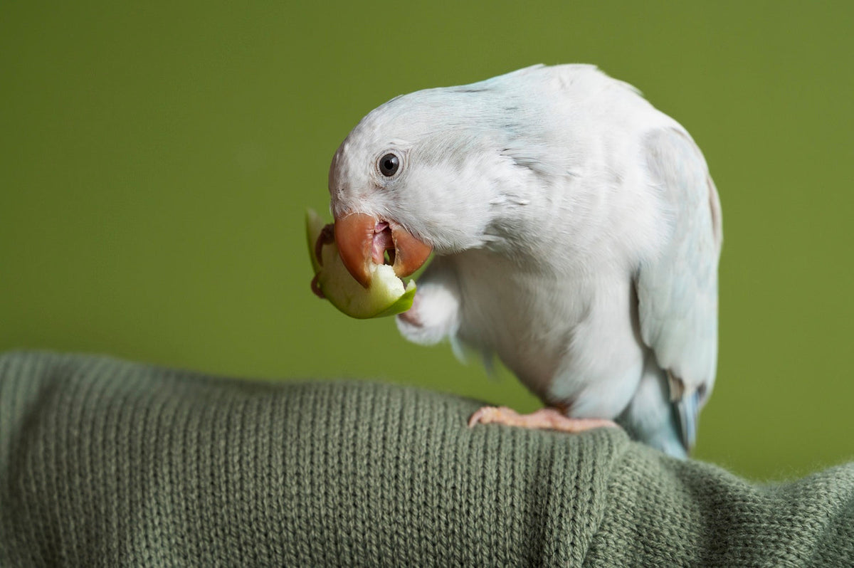 Why Is My Bird Plucking Its Feathers? Understanding the Causes and What You Can Do