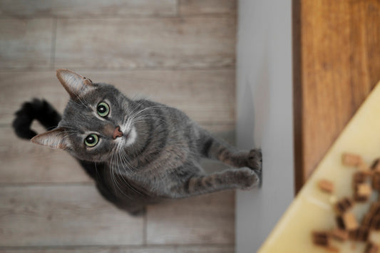 Why Does My Cat Knock Things Over?