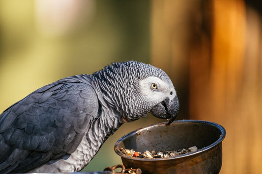 Why Does My Parrot Throw Food?