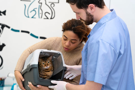 What Happens During a Routine Vet Visit?