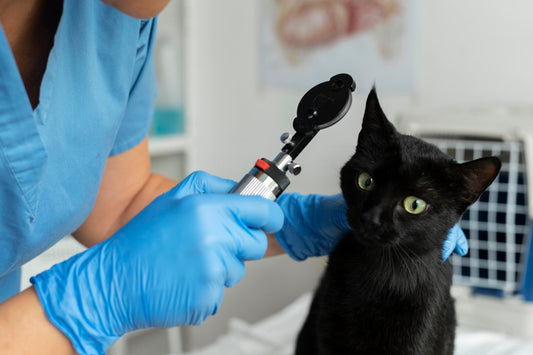 What Should You Do If a Kitten Has Red Eyes?