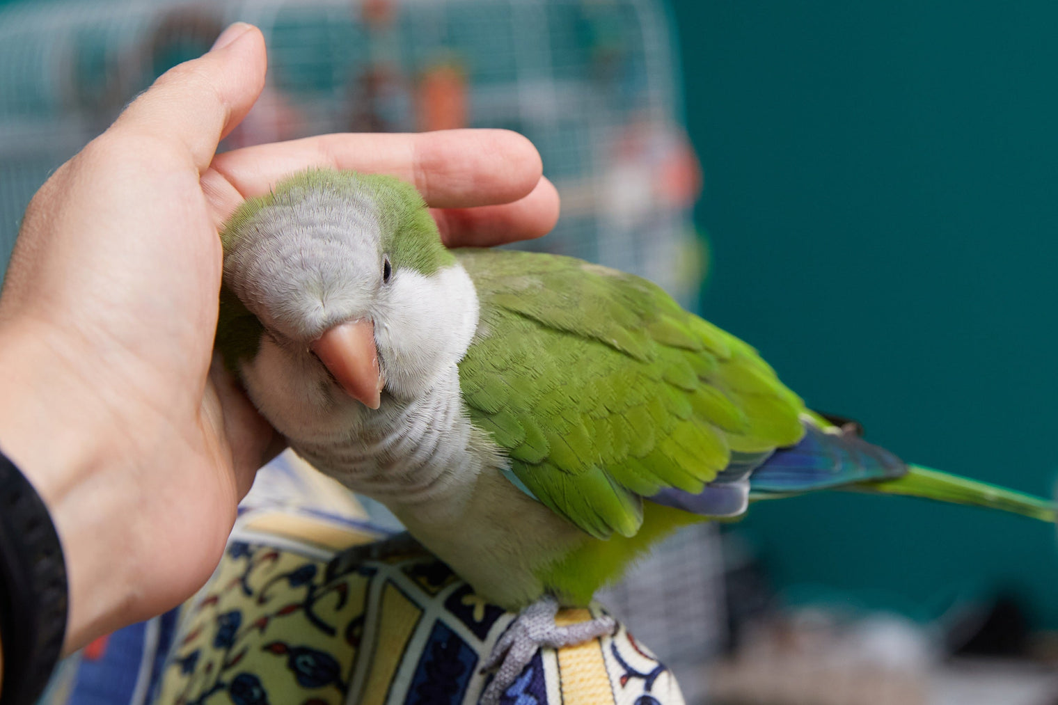 Where Should You Pet Your Parrot?