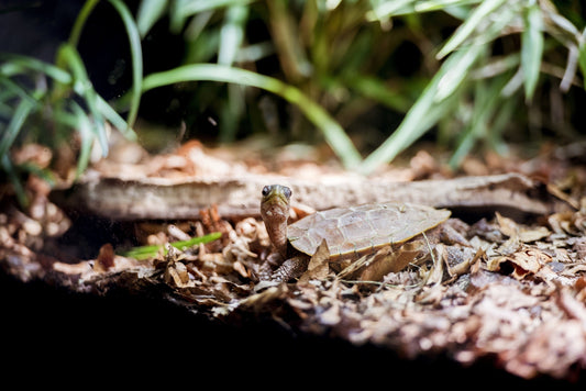 Why Has My Turtle Stopped Eating?