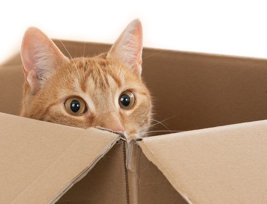 Why Do Cats Love Boxes and High Places?