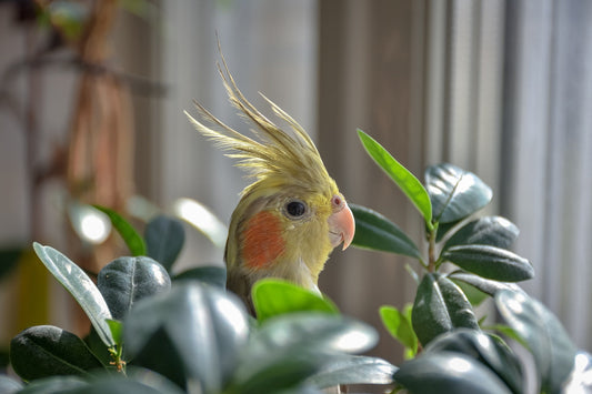 Why Monitoring Your Bird’s Weight Is Essential for Its Health