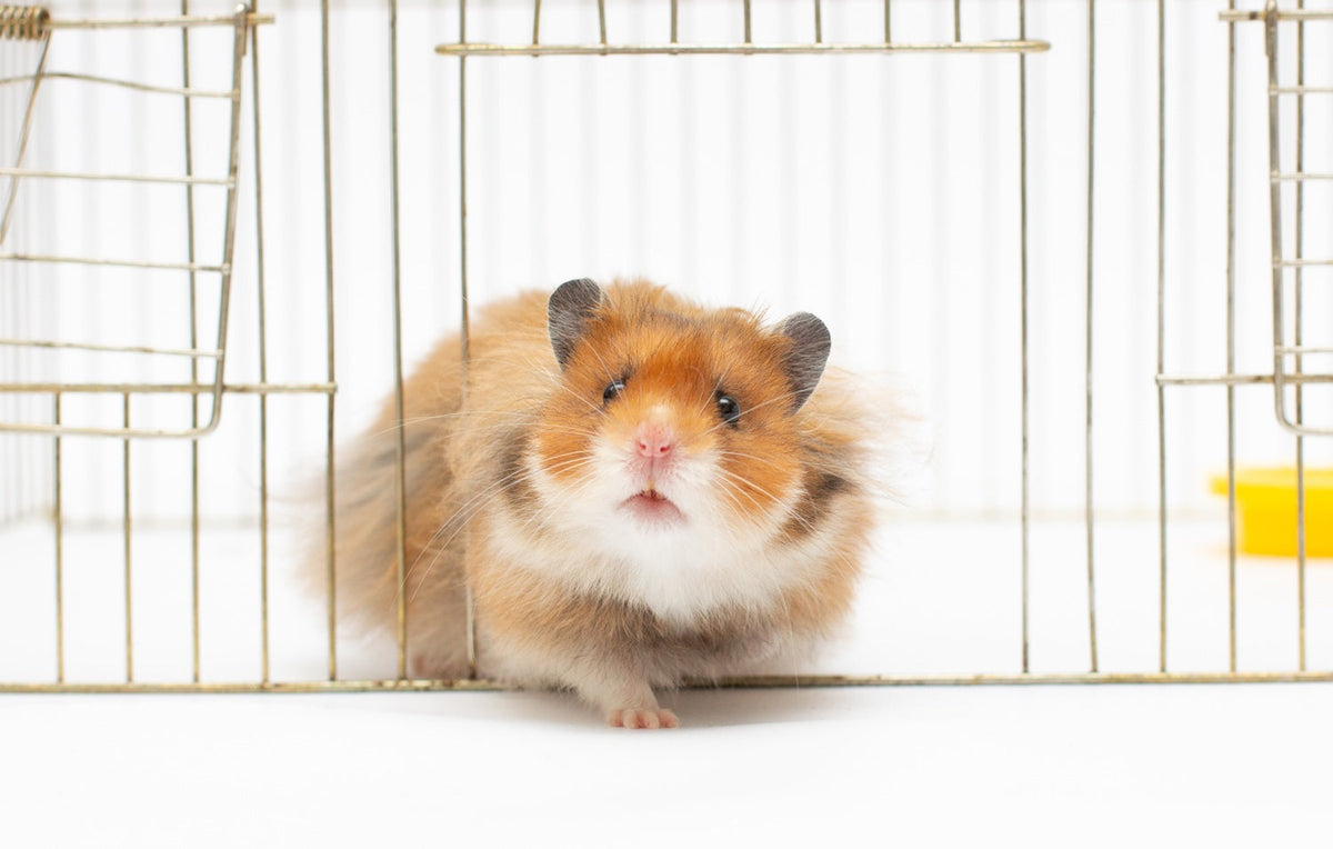 What Size Cage Does a Hamster Need? Creating a Spacious and Enriching Home
