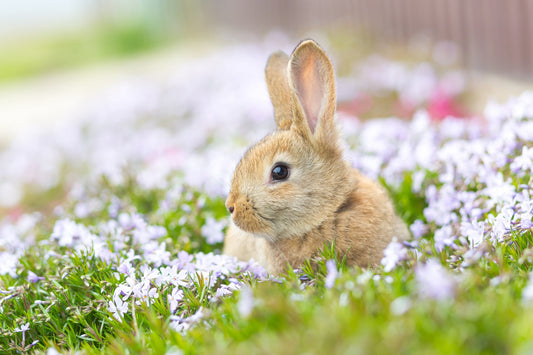 The Rabbit in the Flower Patch