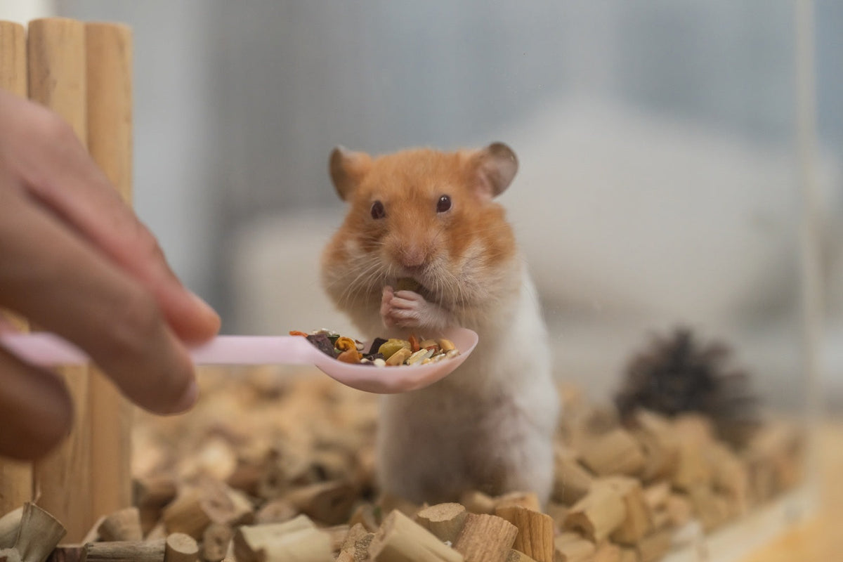 Hamster Cheek Pouches: Food Storage, Infections, and Warning Signs