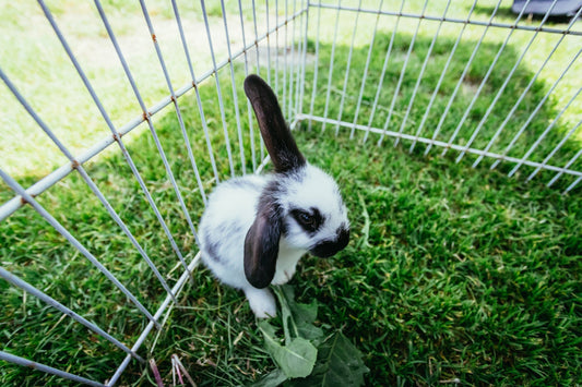 Why Does My Rabbit Jump and Twist?
