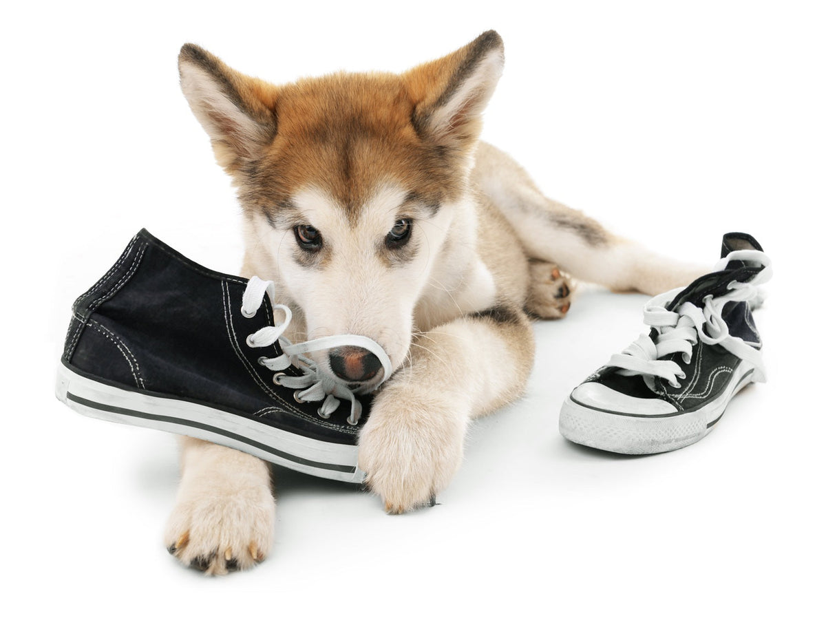 dog and shoes