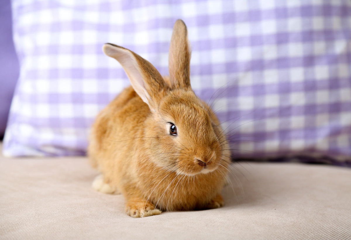 rabbit at home