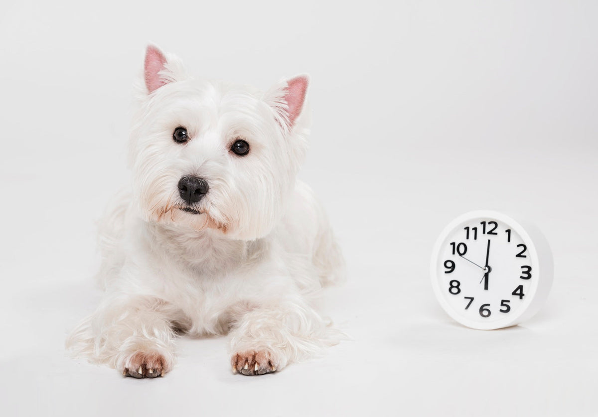 Dogs and Time