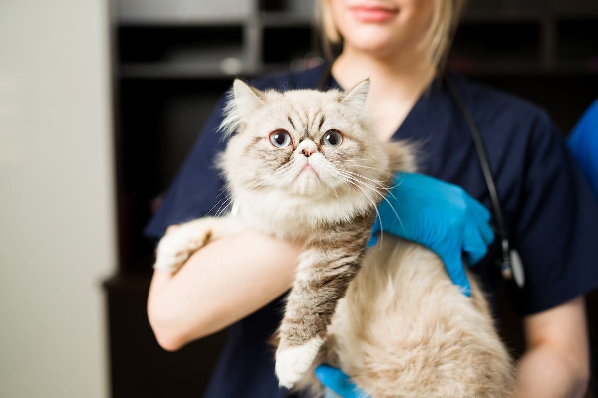When Should You Spay or Neuter a Kitten?