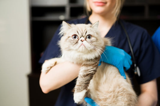 When Should You Spay or Neuter a Kitten?