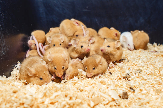 Why Do Hamsters Eat Their Babies? Causes and Prevention