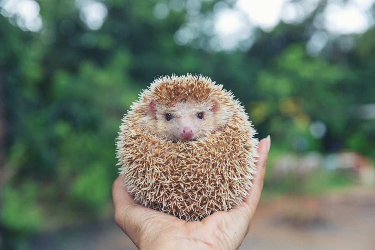 How to Help Your Hedgehog Stay Fit and Avoid Obesity