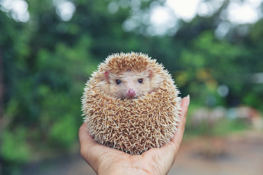 How to Help Your Hedgehog Stay Fit and Avoid Obesity