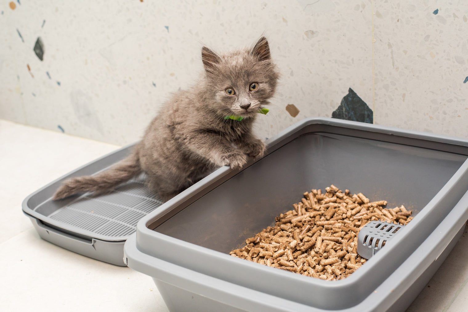 How to Litter Train a Kitten